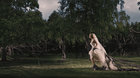 Melancholia