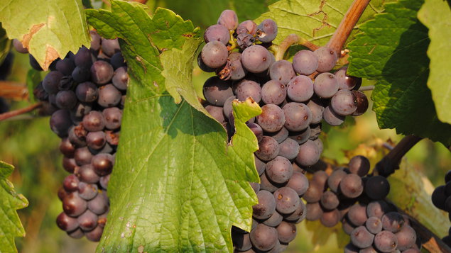 Vinobranie 2015