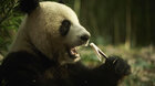Panda a ja