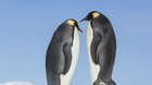 Putování tučňáků:Volání oceánu