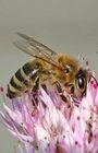 Včely, zázrak přírody