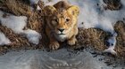 MUFASA – LEVÍ KRÁĽ