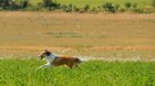 Lassie sa vracia