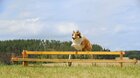 Lassie sa vracia