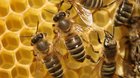 Včelstva a jejich význam 