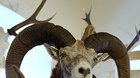 Chovateľská prehliadka poľovníckych trofejí zveri ulovenej v poľovných revíroch okresu Veľký Krtíš v sezóne 2016/2017