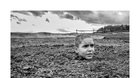 Pomaľované vtáča