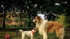 LASSIE: NOVÉ DOBRODRUŽSTVO