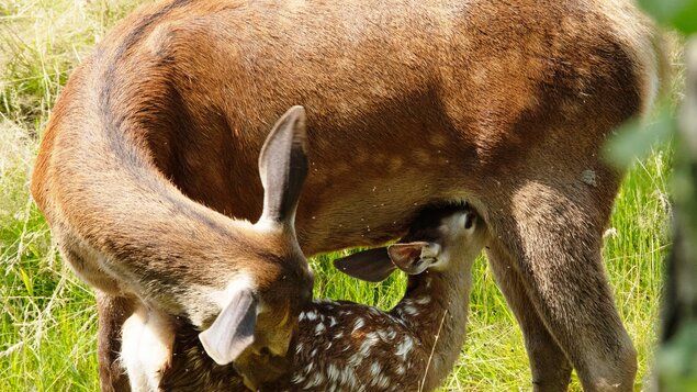 Bambi: Príbeh zo života v lese 