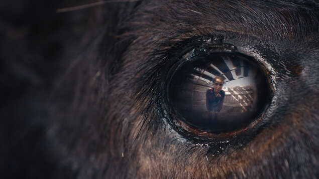 Animale