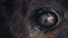 Animale