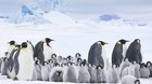 Putování tučňáků:Volání oceánu